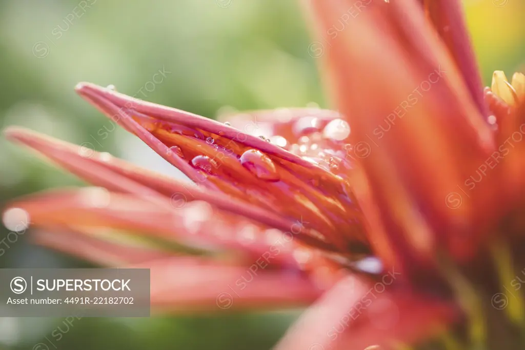 Detail of flowers in spring