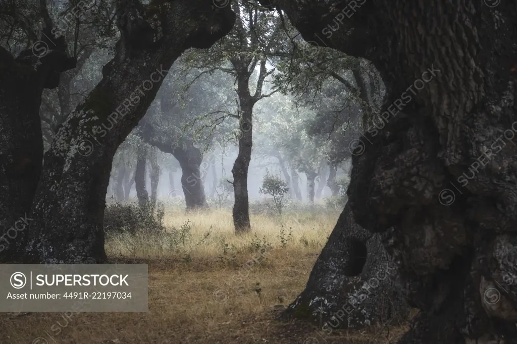 Beautiful tranquil and empty woodland with majestic old trees in fog