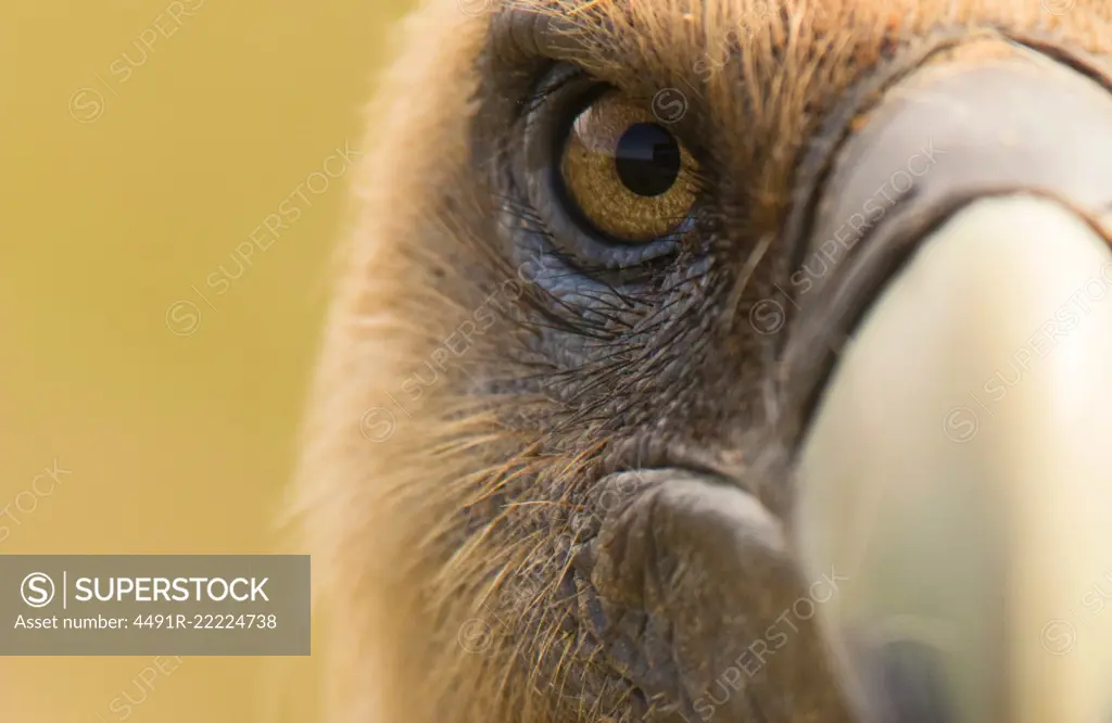 Closeup eye and beak of furious wild vulture looking at camera on blurred background