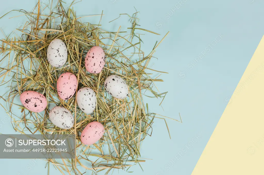 From above bright quail eggs between dry straws on blue and yellow background