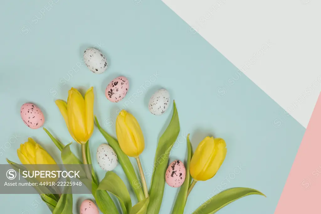 From above yellow blooms with green foliage on stems on colorful background