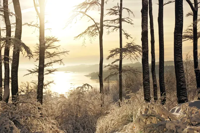 Dark tall trees and bushes covered with crystal clear snow beside lake around hills on sunny winter day