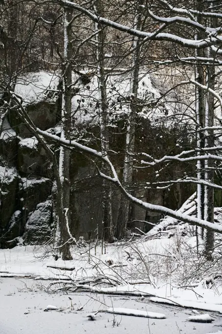 Frozen trees and bushes in woods at hill on gloomy winter day