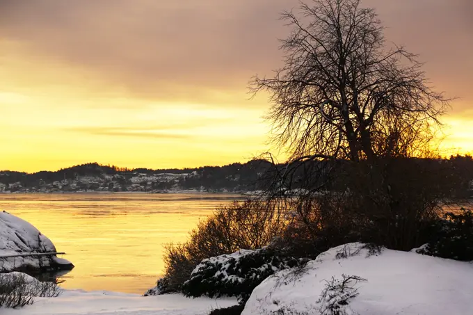 Leafless tree growing at peaceful frosted river bank at winter on vibrant sunset