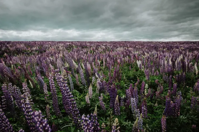 Lush endless field of bright Lupine flowers under grey cloudy sky in New Zealand;Majestic view of field with blooming Lupine flowers in New Zealand