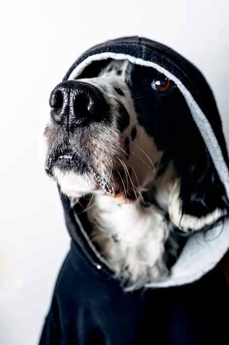 Funny dog in black hoodie