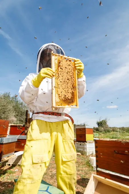 From below male beekeeper in white protective work wear holding honeycomb with bees while collecting honey in apiary