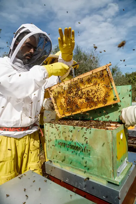 From below male beekeeper in white protective work wear holding honeycomb with bees while collecting honey in apiary