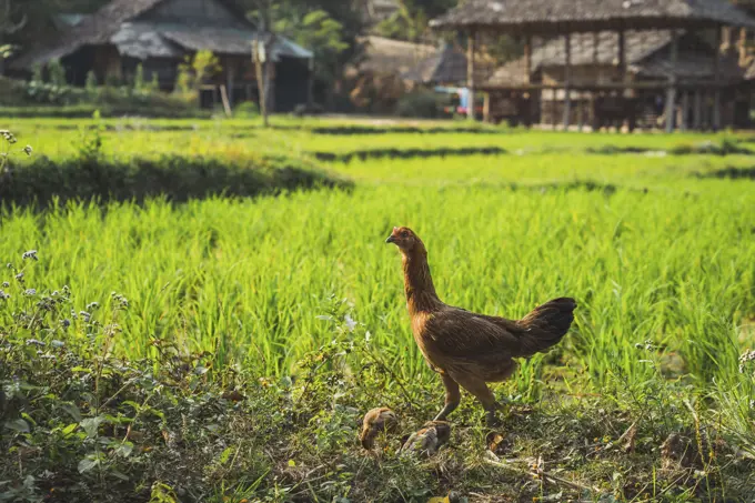 Rooster walking on nature