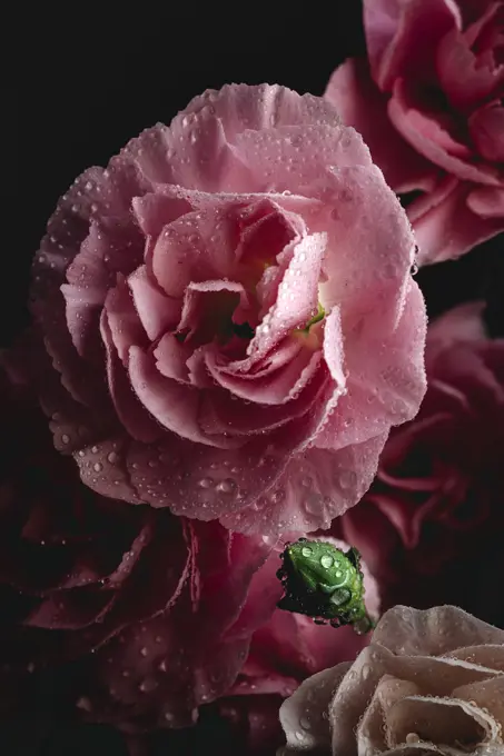 Fresh bouquet of pink carnations flowers with dark background