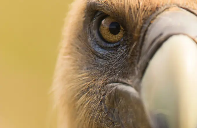 Closeup eye and beak of furious wild vulture looking at camera on blurred background