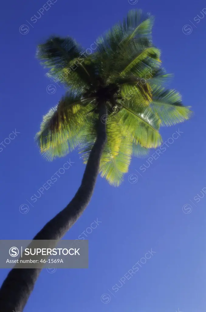 Low angle view of a palm tree