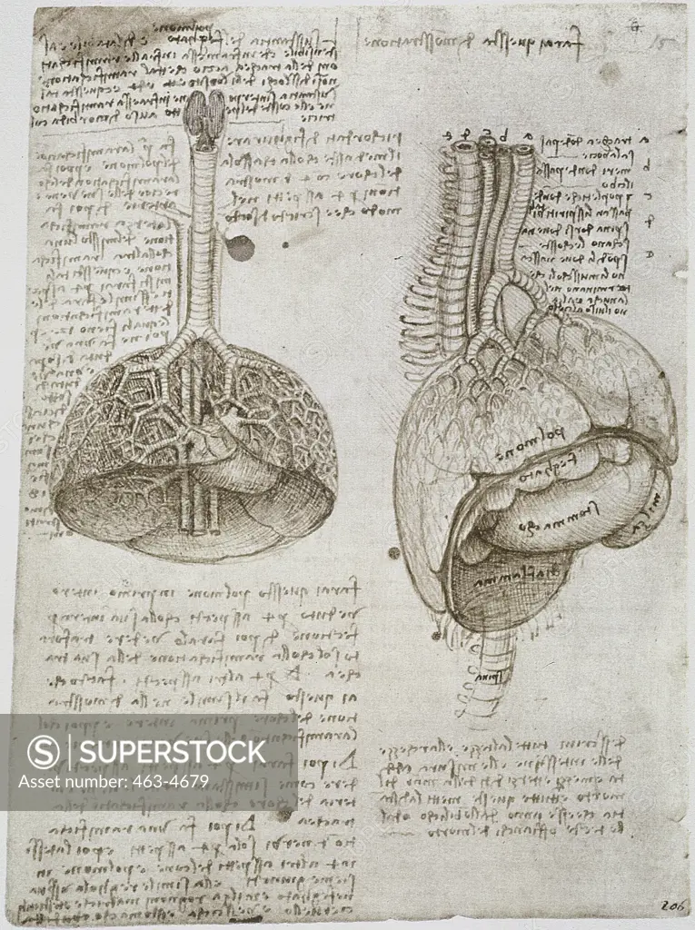 Anatomy Studies: Lungs, Liver, Spleen, Stomach, Diaphragm and Spinal Column Leonardo Da Vinci (1452-1519 Italian) Royal Library, Windsor Castle, England