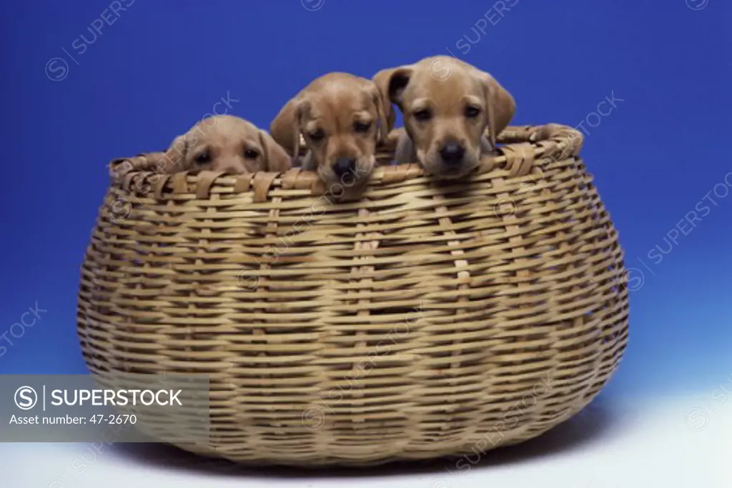 Golden Labrador Retriever Puppies