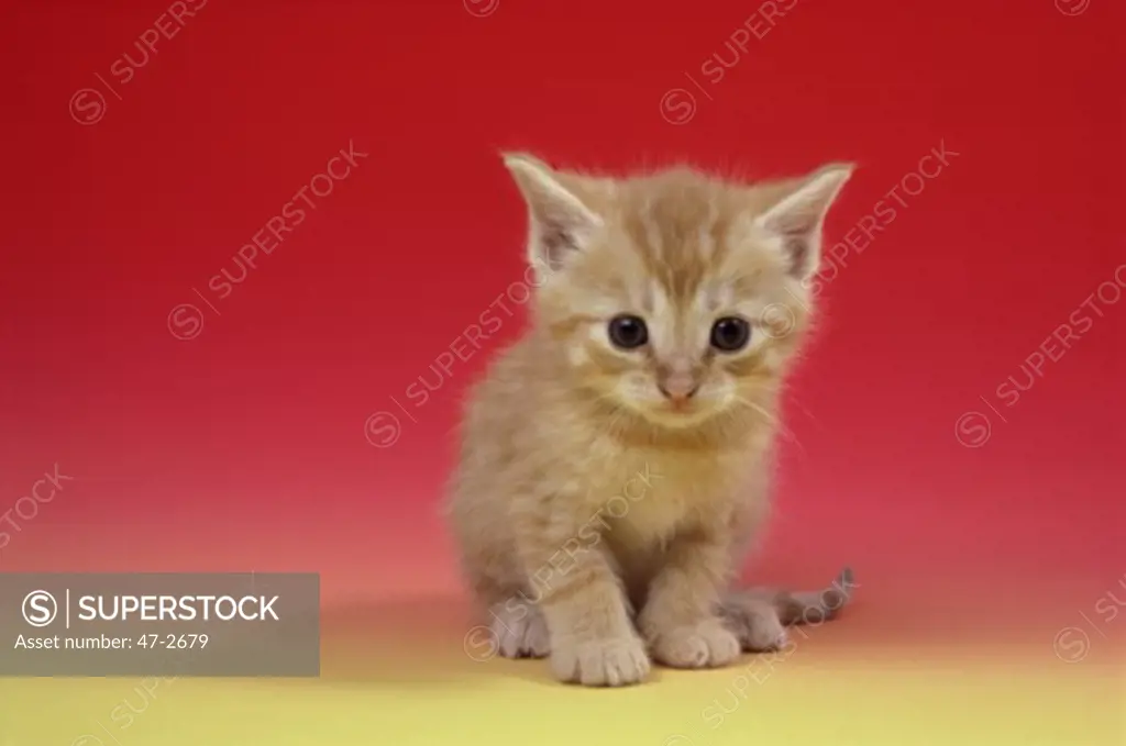 Tabby Kitten