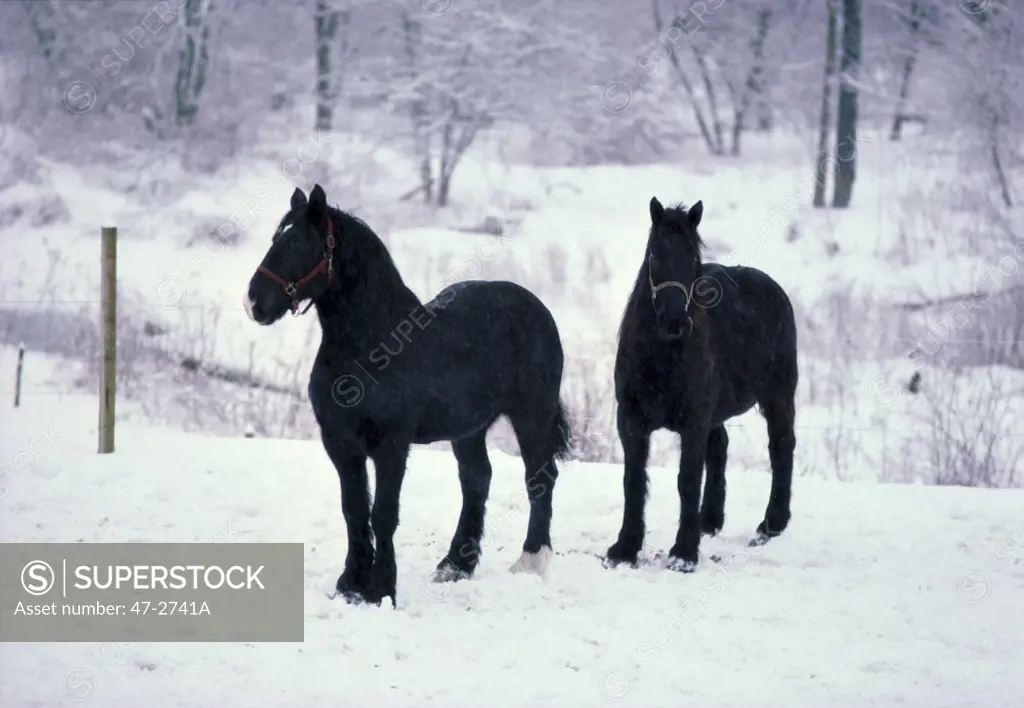 Belgian Percheron Horses