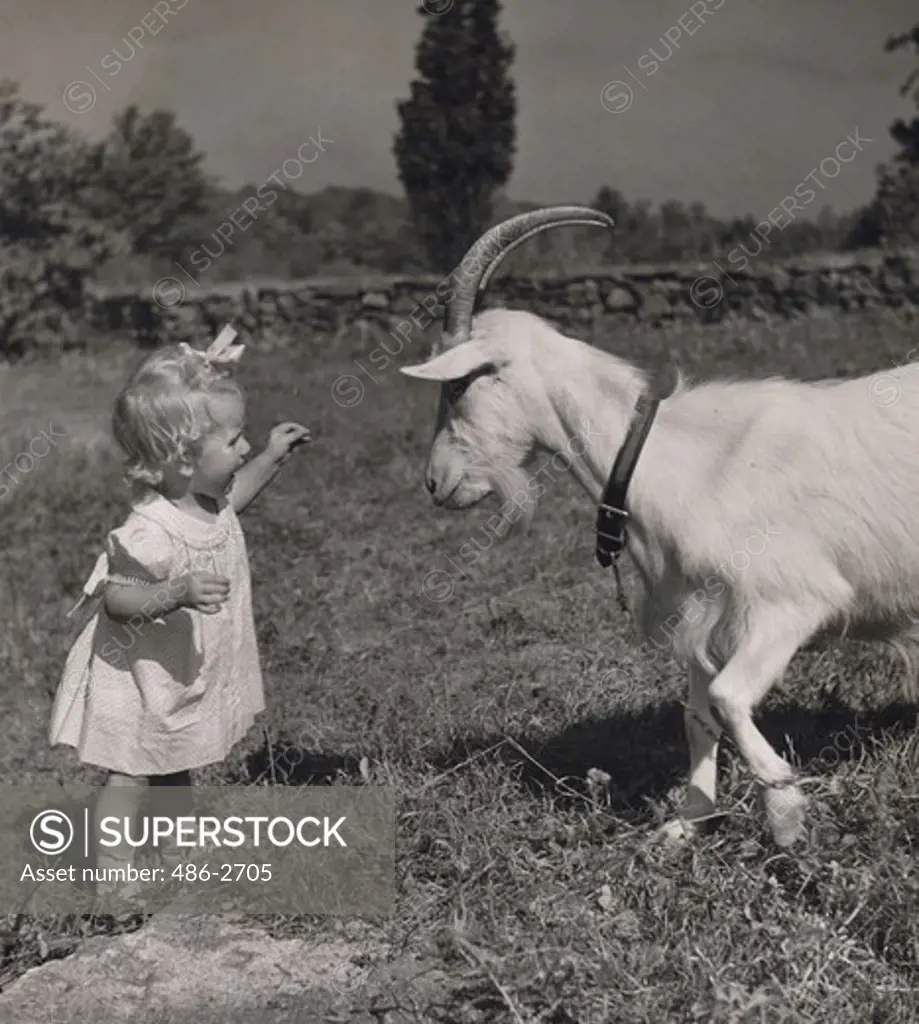 Little girl with goat standing face to face