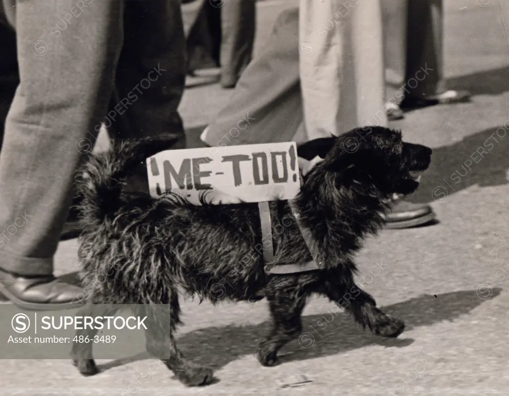 Dog carrying sign ""me-too""