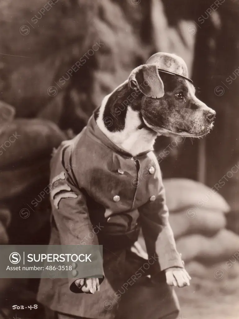 Dog soldier