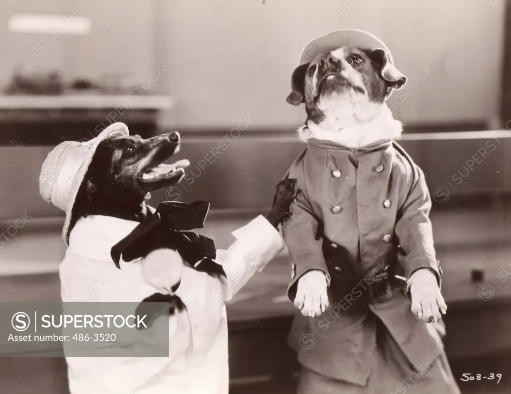 two dogs wearing costumes , ""The pig dog house"", MGM picture