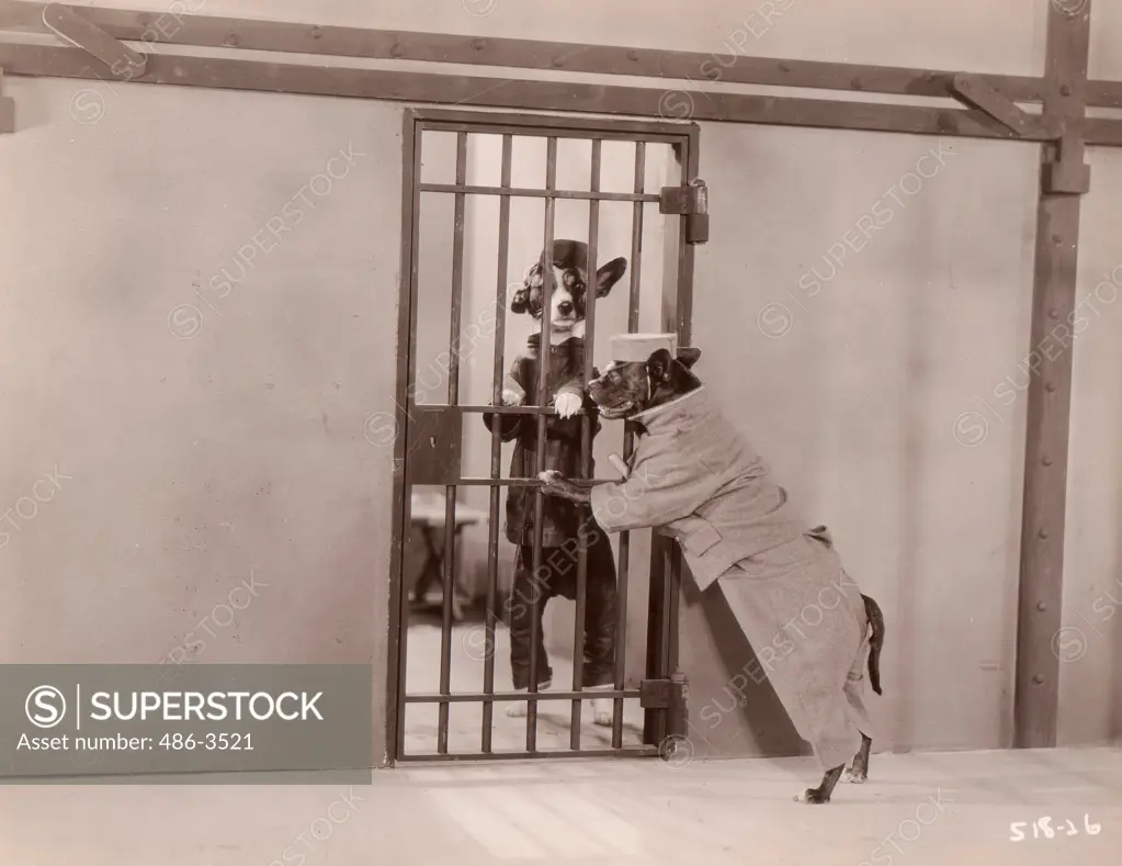 Dog prisoner and dog soldier, ""The pig dog house"", MGM picture