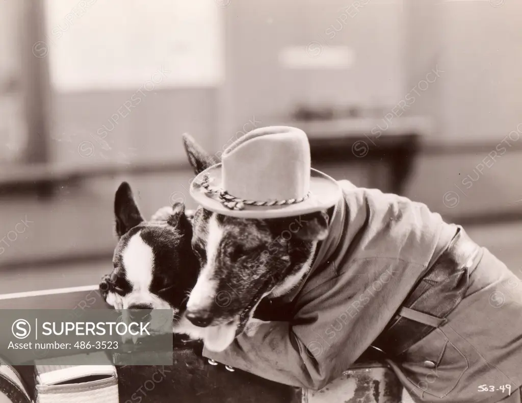 Two dogs wearing costumes