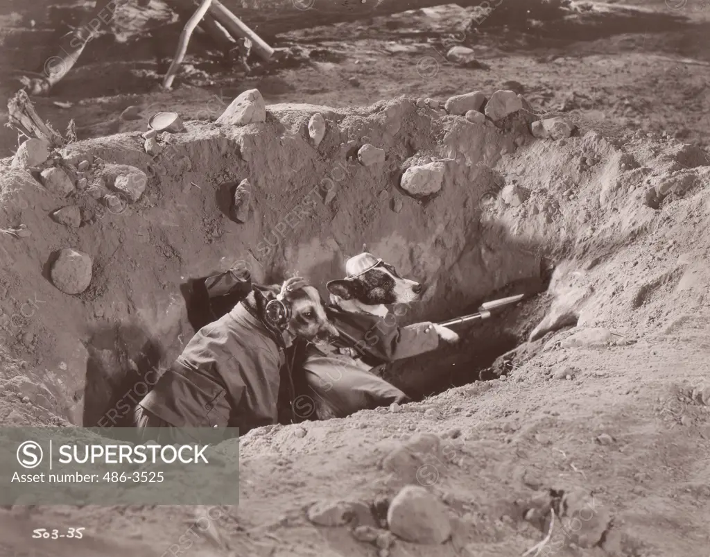 Two dog soldiers in trench