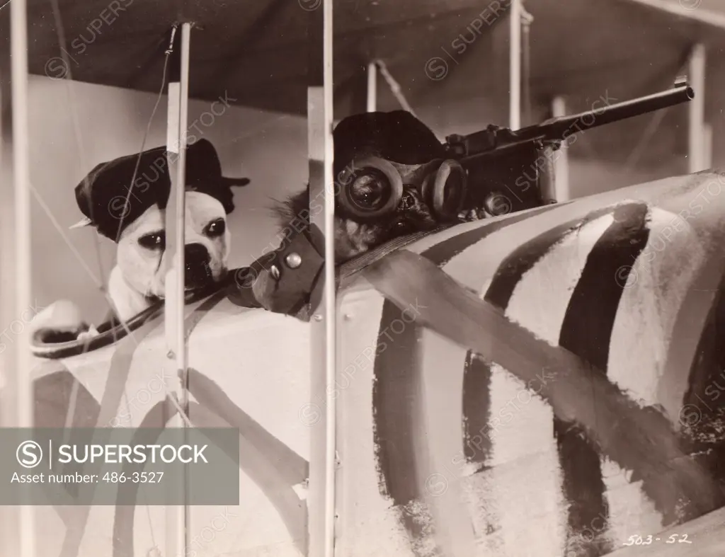 Dog pilots in military airplane