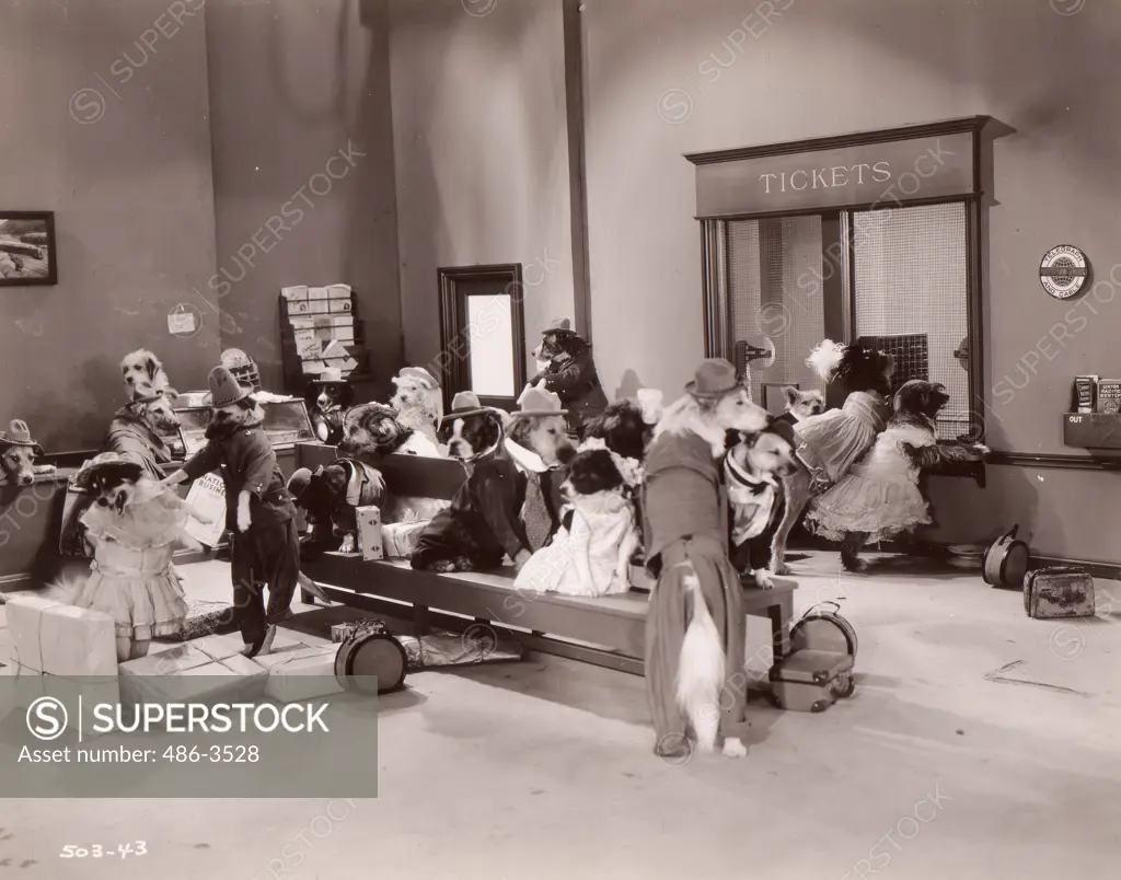 Dog passengers waiting in station