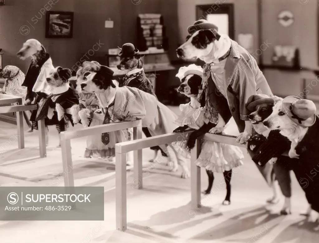 Dogs wearing costumes waiting in line