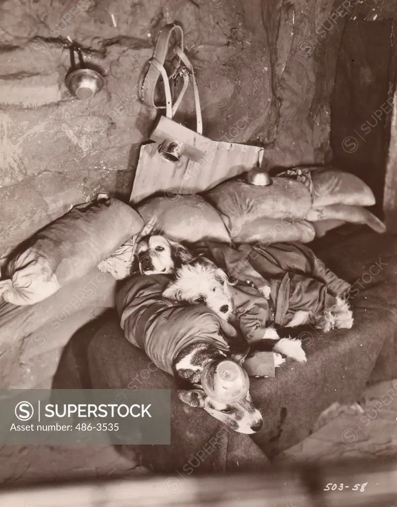 Dog soldier sleeping in bunker