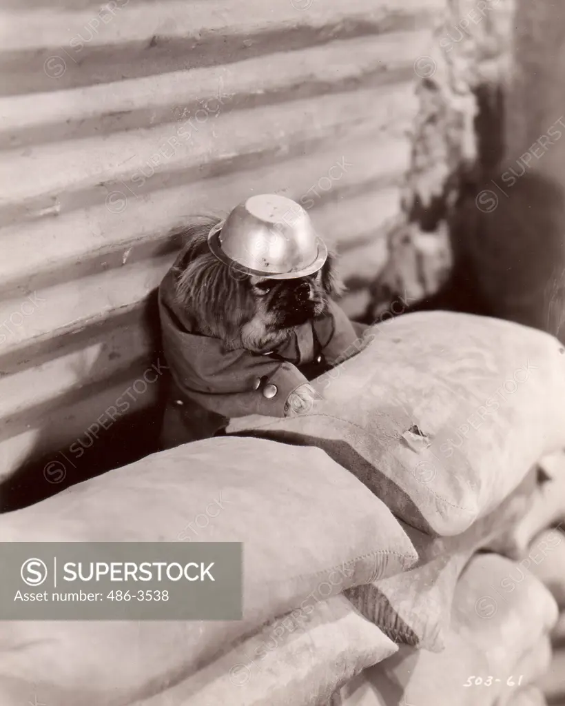 Dog soldier hiding behind sand sacks