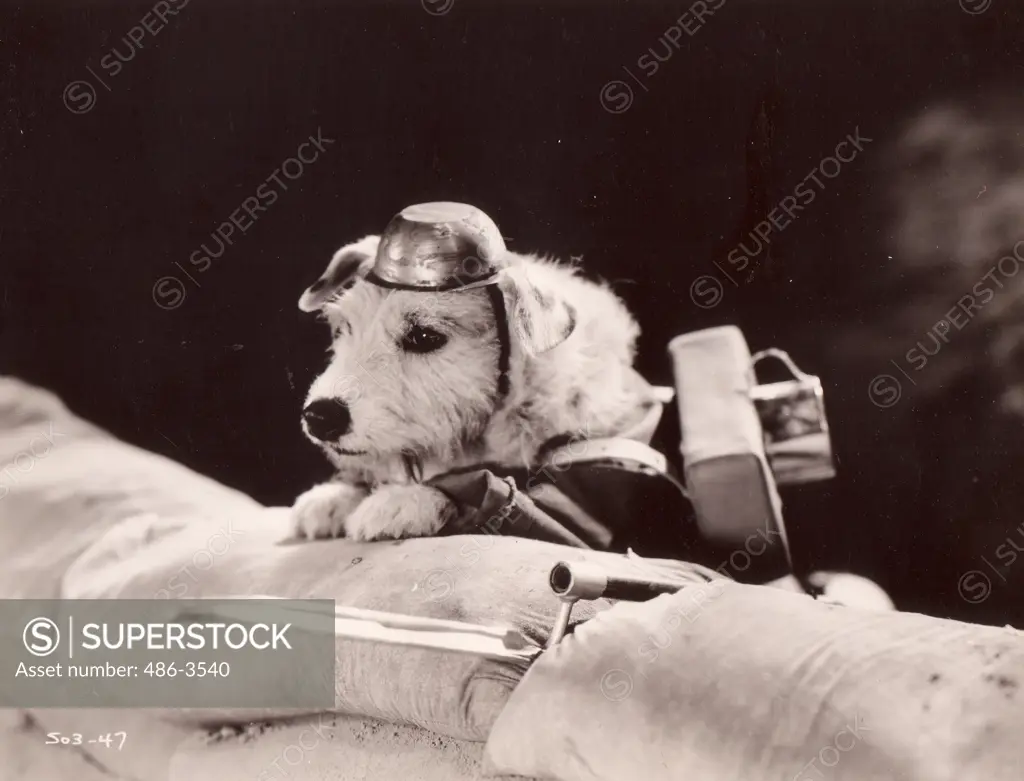 Dog soldier hiding behind sand sacks