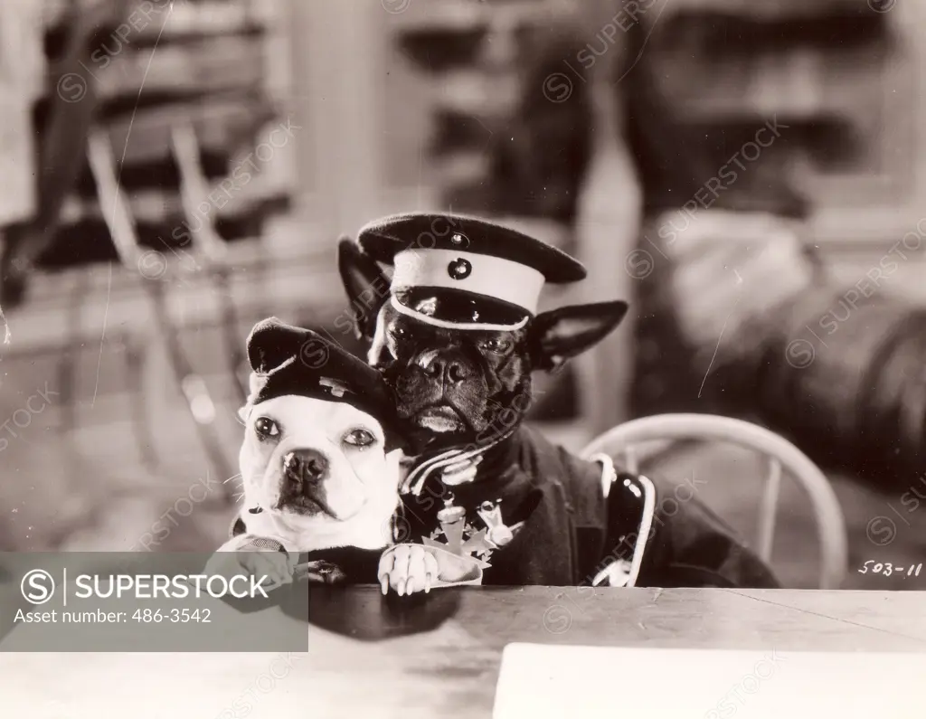 Dog officers