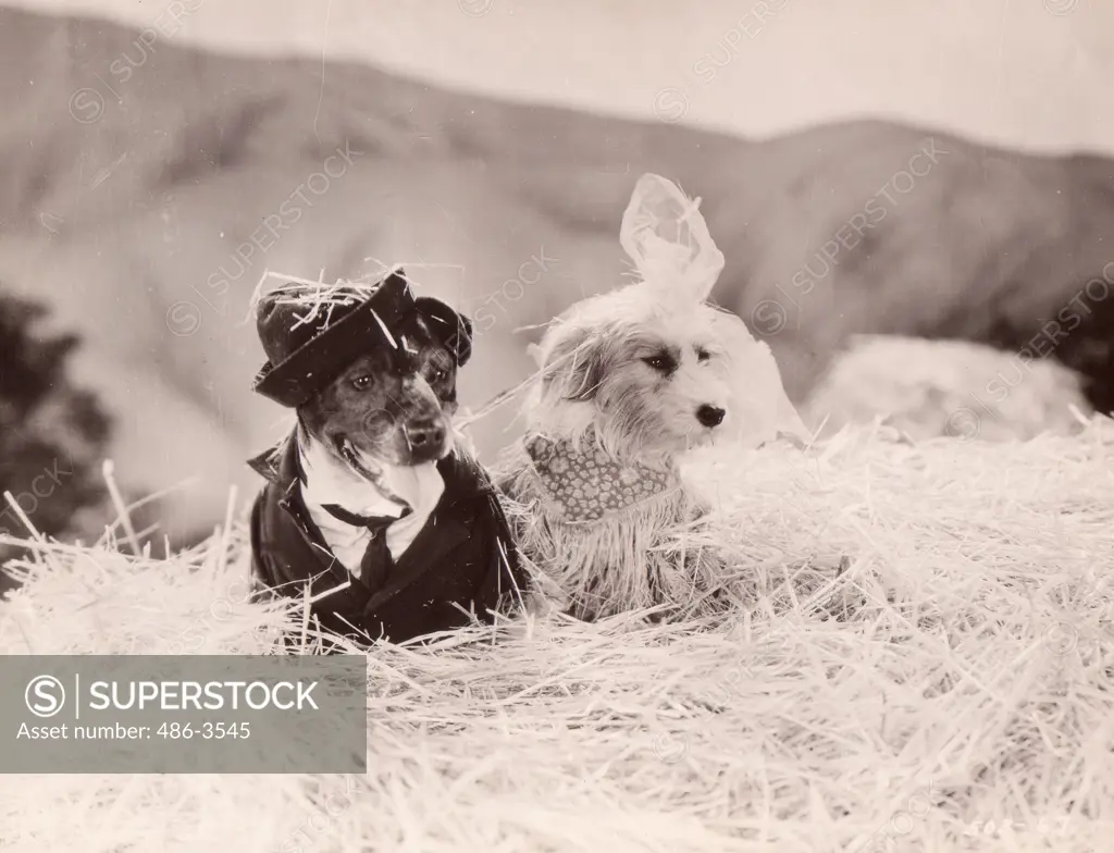 Dog couple sitting in hay