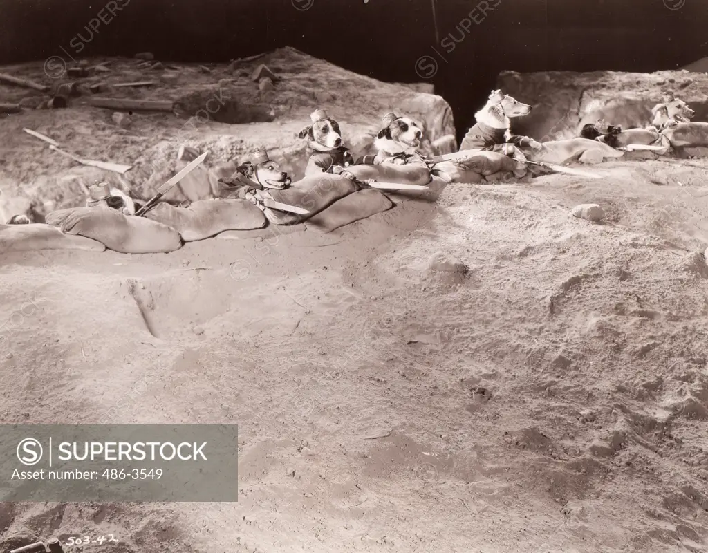 Dog soldiers hiding in trench