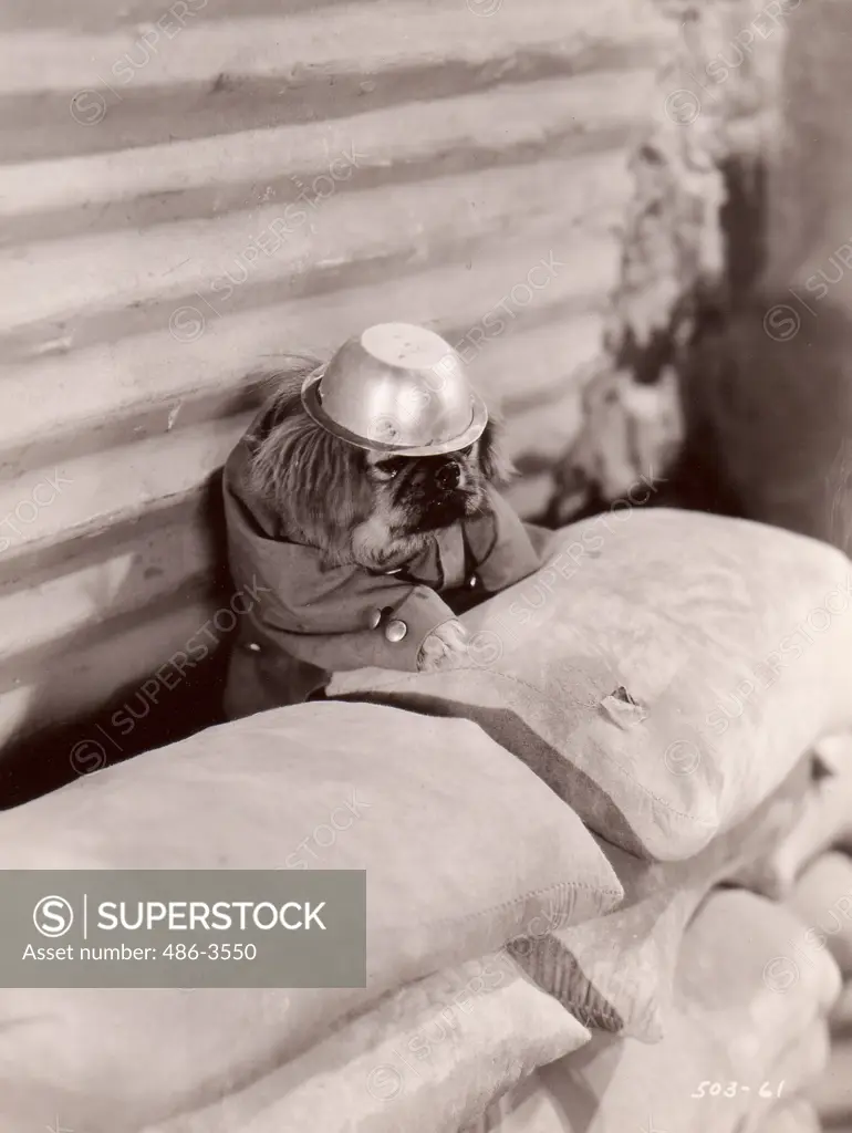 Dog soldier hiding behind sand sacks