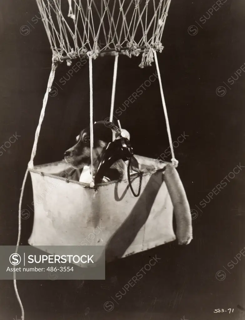 Dog with telephone in hot air balloon