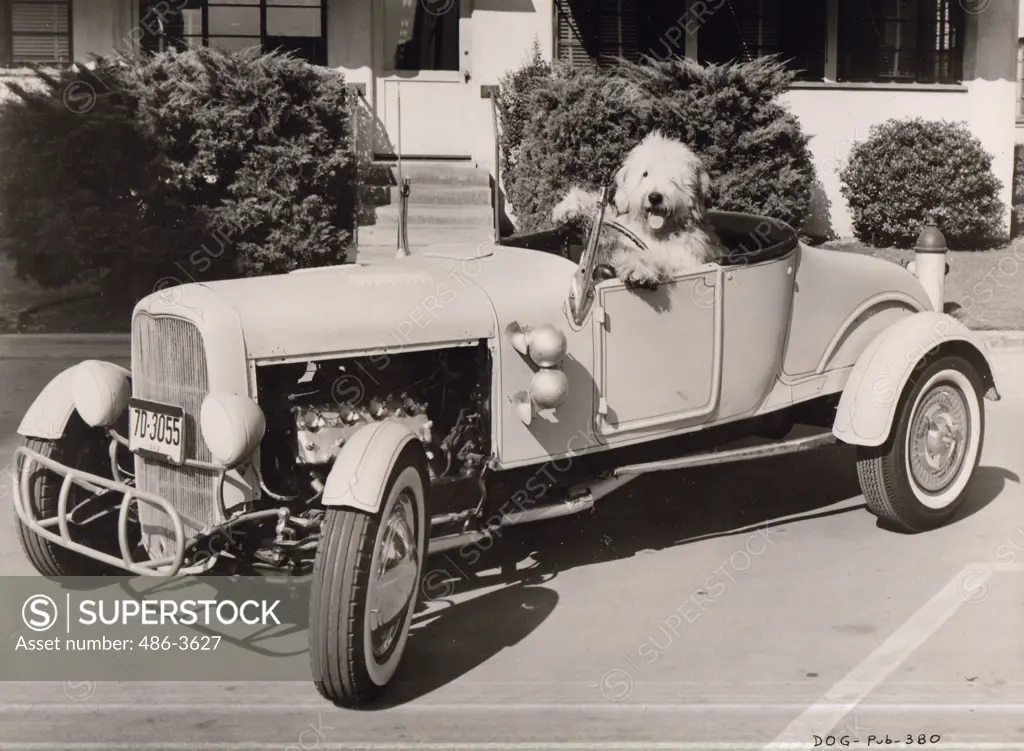 Dog in car on street