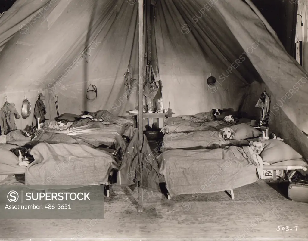 Dogs in barrack hospital from times of World War I