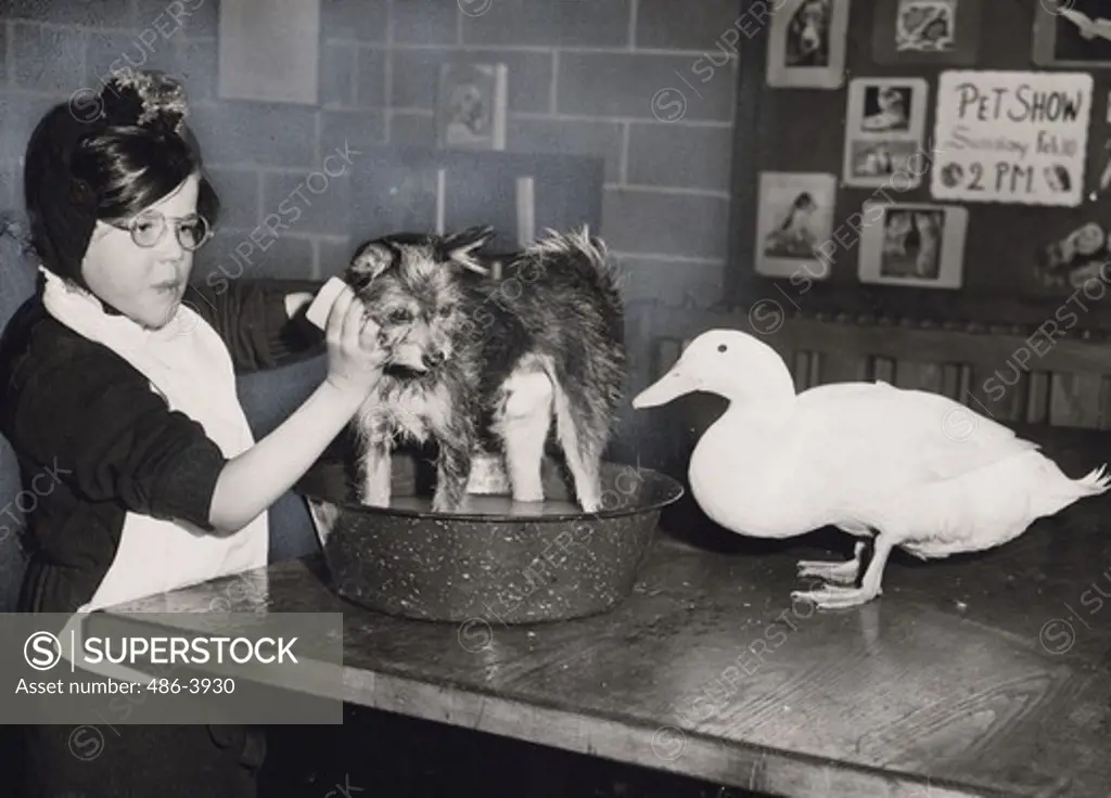 Martha Lyon scrubbing her dog in preparation for 24th annual pet show at Madison Square Boys Club