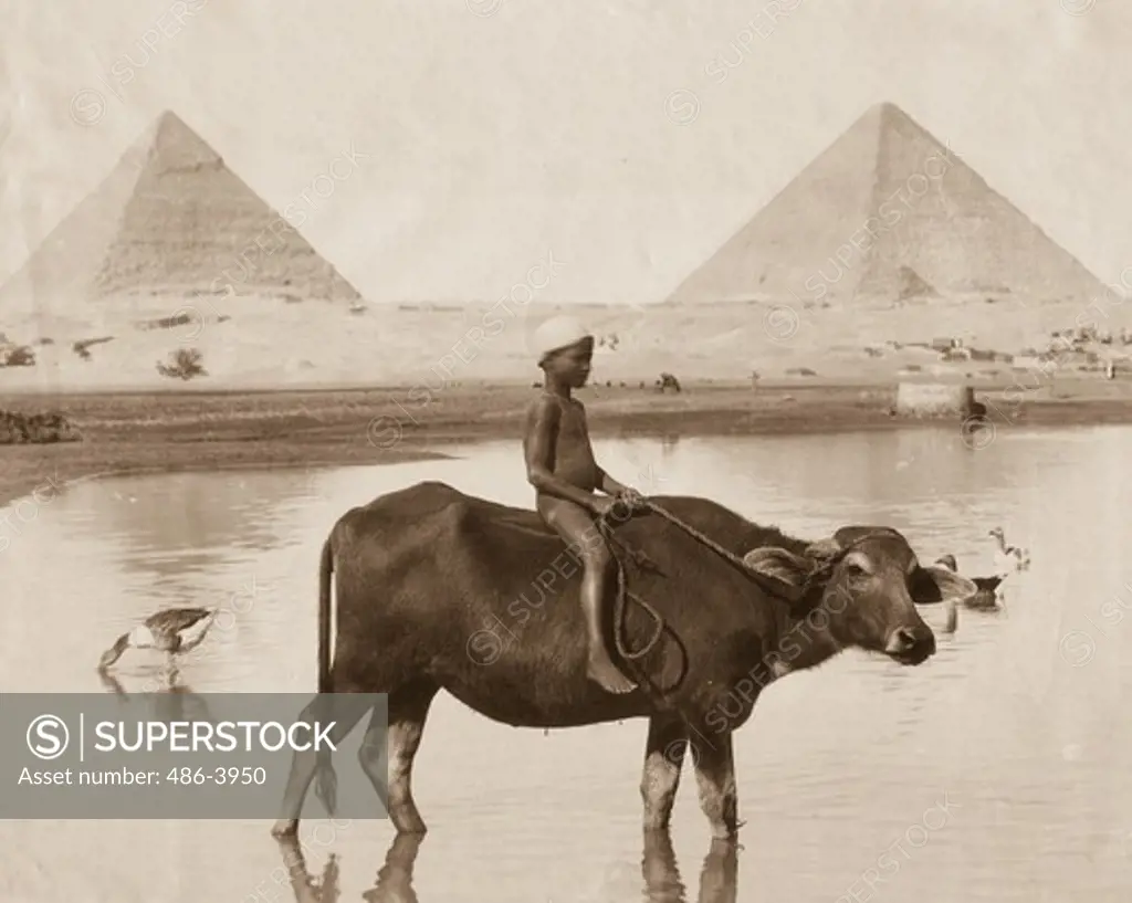 Portrait of boy sitting on cow