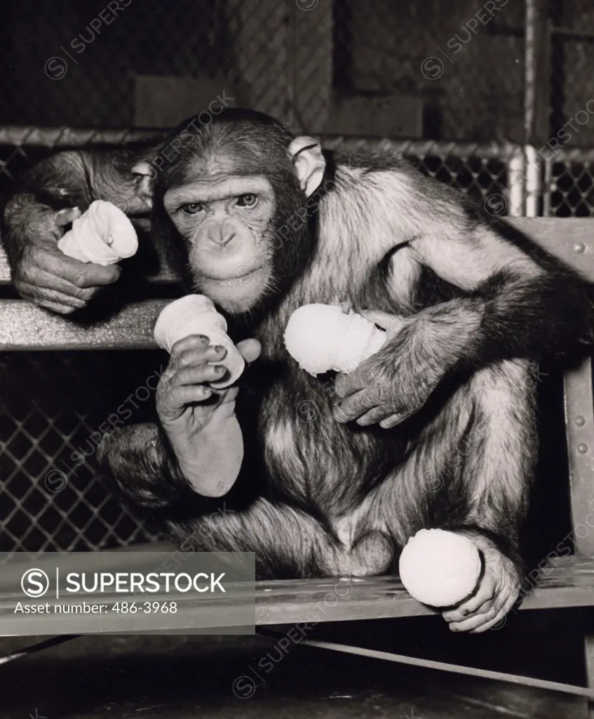 Portrait of chimp holding ice cream cones