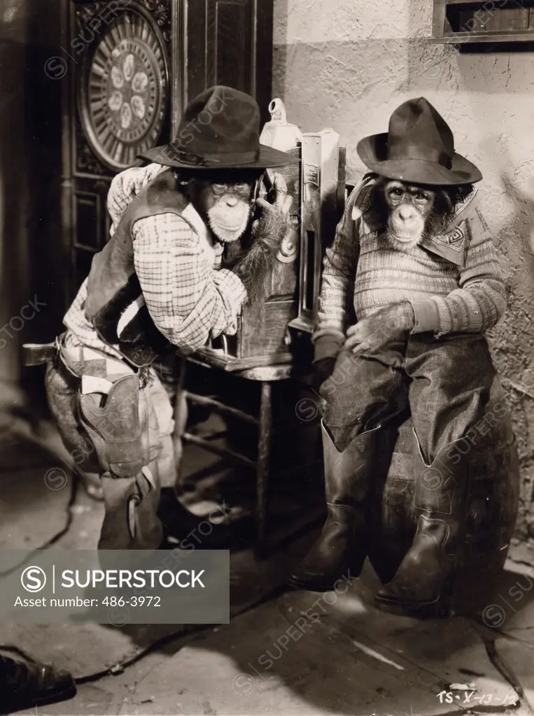 Scene from movie, chimpanzees dressed up in cowboy costumes