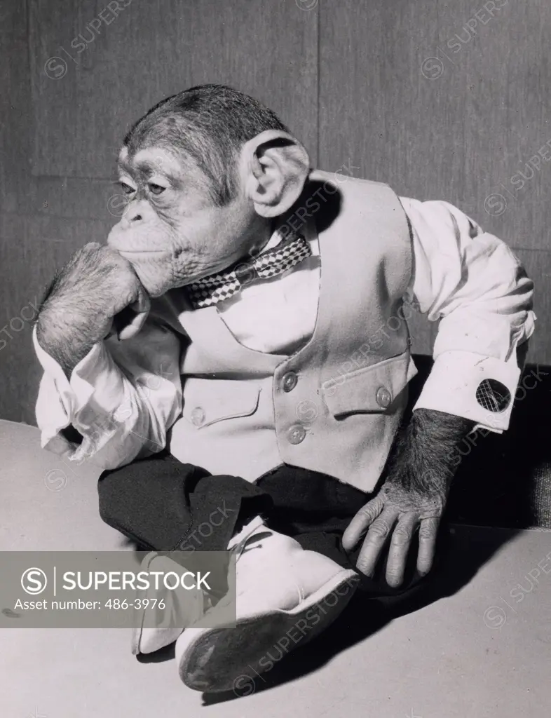 Portrait of chimpanzee wearing elegant clothes