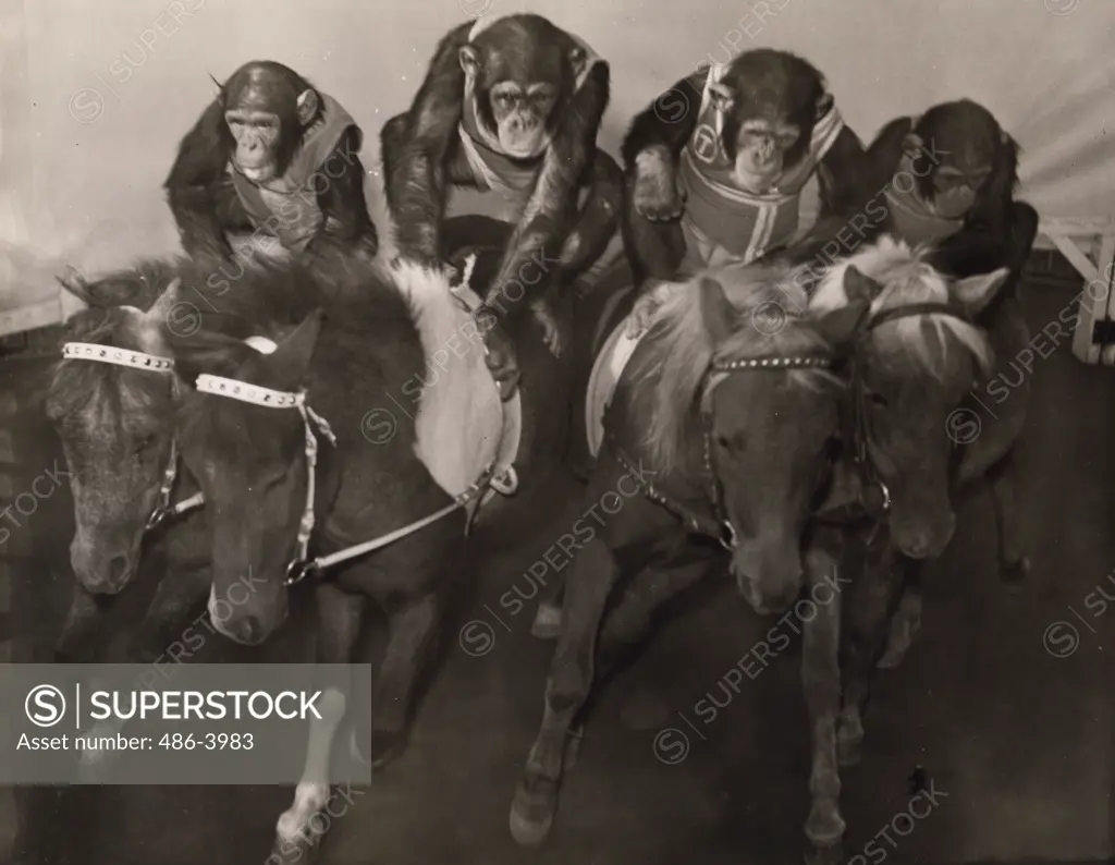 Portrait of chimps riding ponies