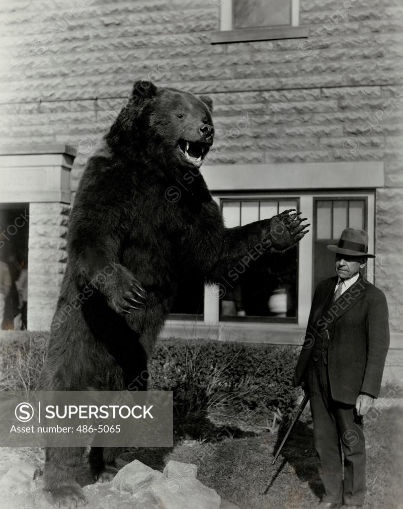 View of mature man with taxidermy Great Alaska Brown bear, The largest ...