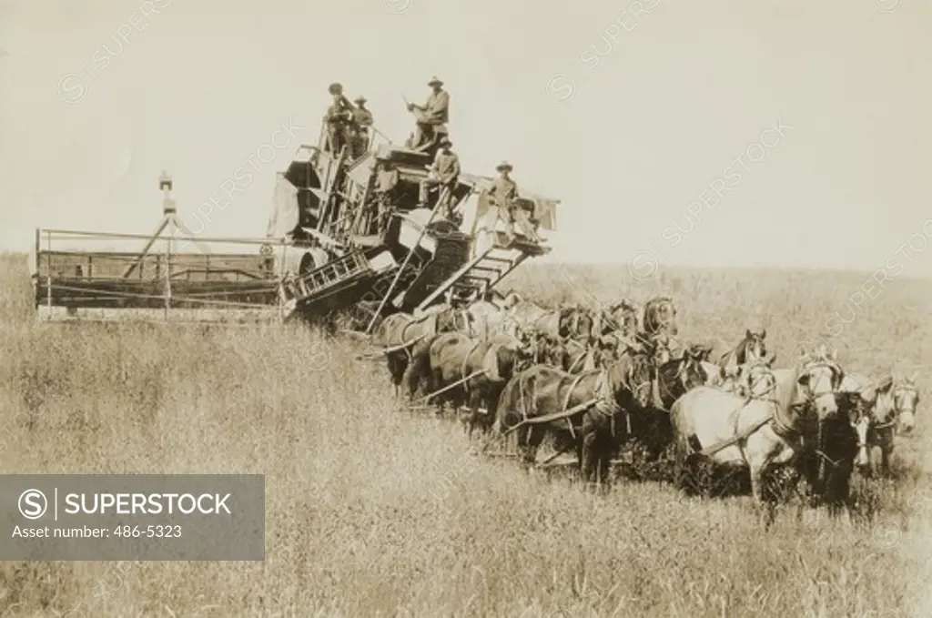 Best horse drawn combine, 1909