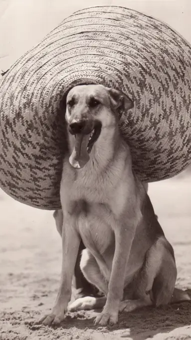 Dog named Flash wearing hat sitting on beach, from film ""Where did you get that hat, MGM