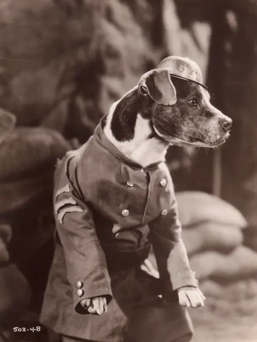 Dog soldier